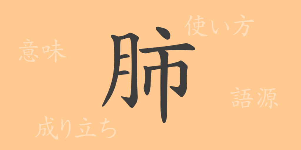 肺(ハイ)の漢字の成り立ち(語源)と意味、用途 肺(ハイ)の漢字の成り立ち(語源)と意味、用途
