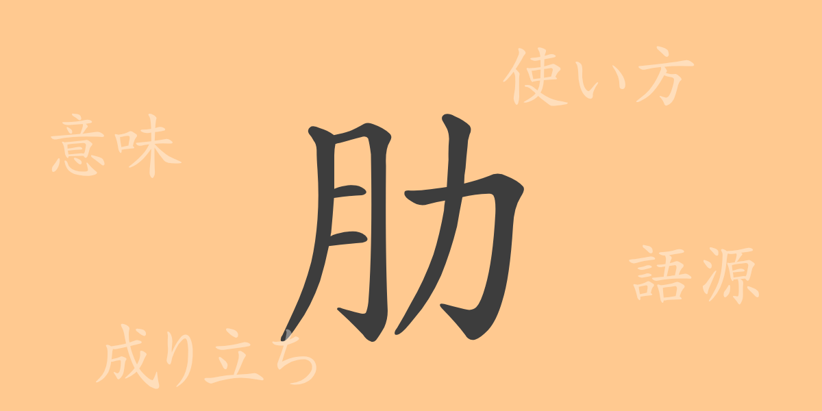 肋（ロク）の漢字の成り立ち(語源)と意味、使い方、読み方、画数、部首