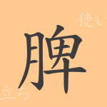 脾(ヒ)の漢字の成り立ち(語源)と意味、使い方、読み方、画数、部首 脾(ヒ)の漢字の成り立ち(語源)と意味、使い方、読み方、画数、部首