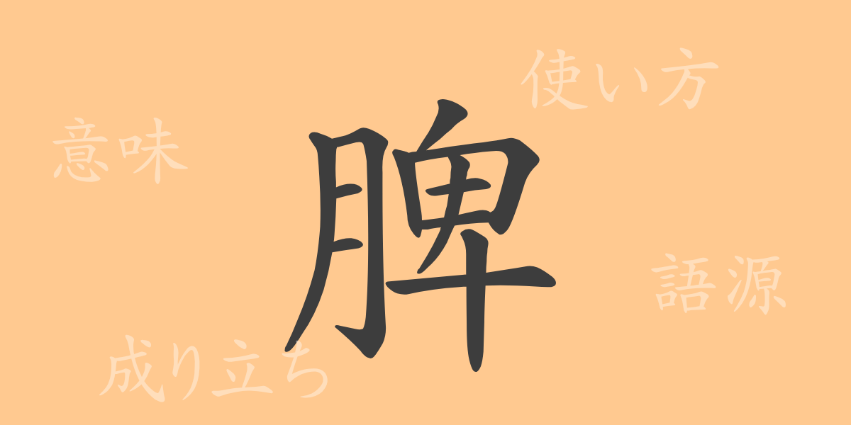 脾（ヒ）の漢字の成り立ち(語源)と意味、使い方、読み方、画数、部首