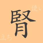 腎(ジン)の漢字の成り立ち(語源)と意味、使い方、読み方、画数、部首 腎(ジン)の漢字の成り立ち(語源)と意味、使い方、読み方、画数、部首
