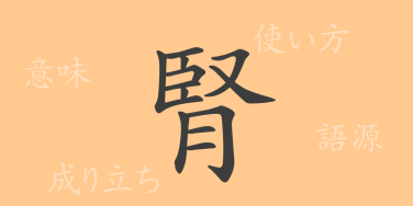 腎（ジン）の漢字の成り立ち(語源)と意味、使い方、読み方、画数、部首