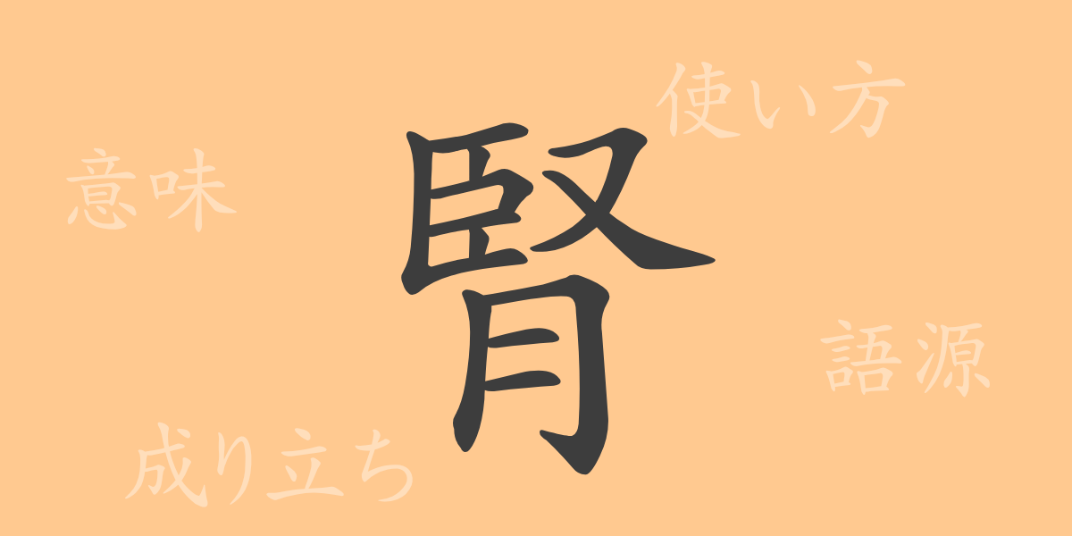 腎（ジン）の漢字の成り立ち(語源)と意味、使い方、読み方、画数、部首