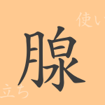 腺(セン)の漢字の成り立ち(語源)と意味、使い方、読み方、画数、部首 腺(セン)の漢字の成り立ち(語源)と意味、使い方、読み方、画数、部首