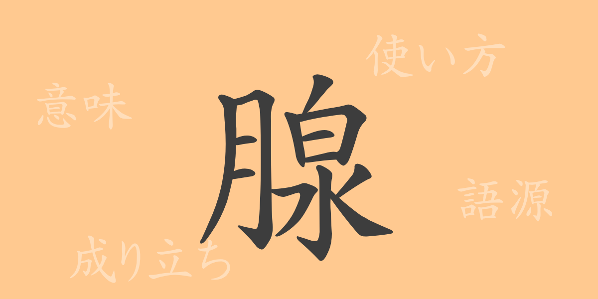 腺（セン）の漢字の成り立ち(語源)と意味、使い方、読み方、画数、部首